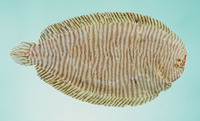 Aseraggodes macleayanus, Narrowbanded sole: fisheries