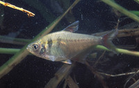 Hyphessobrycon bifasciatus, Yellow tetra: aquarium