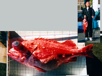 Sebastes matsubarae, : fisheries