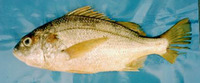 Pomadasys panamensis, Panama grunt: fisheries