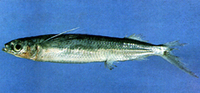 Oxyporhamphus convexus, Halfbeak: fisheries