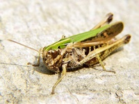 Omocestus viridulus - Common Green Grasshopper