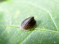 Ancylus fluviatilis - River Limpet