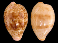 Schilderia achatidea