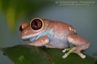 Leptopelis uluguruensis