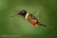 Calliphlox bryantae - Magenta-throated Woodstar