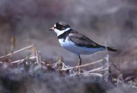 Charadrius semipalmatus - Semipalmated Plover