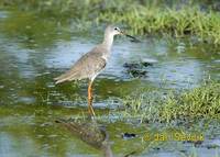 Tringa erythropus - Spotted Redshank