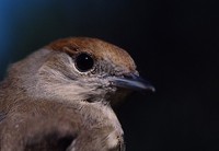 Sylvia atricapilla - Blackcap