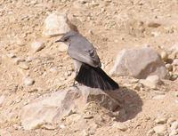 Cercomela melanura - Blackstart