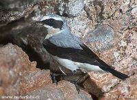 Oenanthe oenanthe - Wheatear