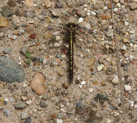 Image of: Gomphus adelphus