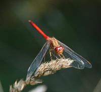 Image of: Sympetrum vicinum