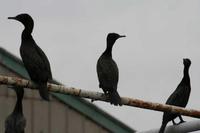 Phalacrocorax sulcirostris - Little Black Cormorant