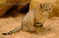 Felis margarita - Sand Cat