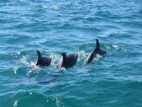 Tursiops truncatus - Indian Ocean Bottlenose Dolphin