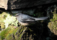 Image of: Copsychus saularis (Oriental magpie-robin)