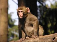 Macaca fuscata - Japanese Macaque