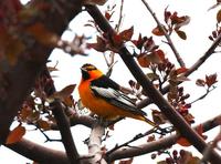 Image of: Icterus bullockii (Bullock's oriole)