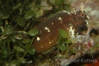 Salarias ramosus - Snowflake Blenny