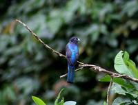 Image of: Trogon viridis (white-tailed trogon)