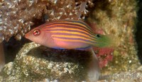 Pseudocheilinus hexataenia - Sixline wrasse