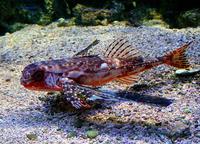 Dactylopterus volitans - Batfish