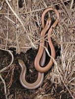 Anguis fragilis - Slow Worm