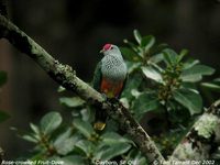 Rose-crowned Fruit Dove - Ptilinopus regina