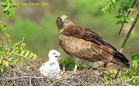 Short-toed Snake Eagle - Circaetus gallicus