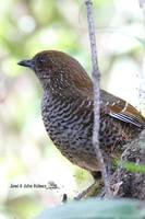 Brown-capped Laughingthrush - Garrulax austeni