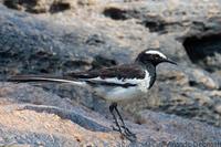 White-browed Wagtail - Motacilla maderaspatensis