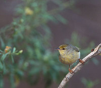 Common Jery (Neomixis tenella) photo