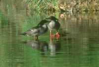 Brazilian Merganser - Mergus octosetaceus