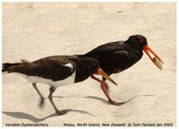 Variable Oystercatcher - Haematopus unicolor