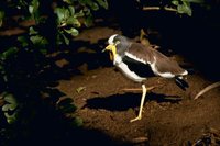 White-headed Lapwing - Vanellus albiceps