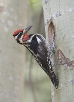 Red-naped Sapsucker (Sphyrapicus nuchalis) photo