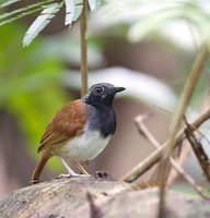 White-bellied Antbird (Myrmeciza longipes) photo