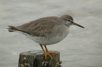 Gray-tailed Tattler - Heterosceles brevipes