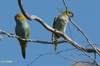 Purple-crowned Lorikeet - Glossopsitta porphyrocephala