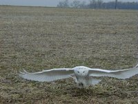 Snowy Owl - Bubo scandiacus