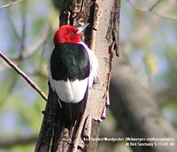 Red-headed Woodpecker - Melanerpes erythrocephalus