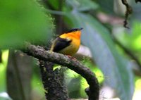 Orange-collared Manakin - Manacus aurantiacus