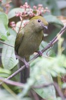 Helmeted Manakin - Antilophia galeata