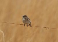 Latakoo Lark - Mirafra cheniana