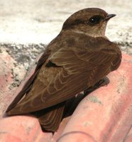 Dusky Crag-Martin - Ptyonoprogne concolor