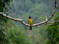 Black-crested Bulbul - Pycnonotus melanicterus