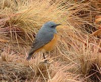 Sentinel Rock-Thrush - Monticola explorator