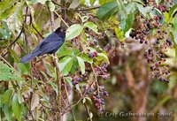 Glossy-black Thrush - Turdus serranus