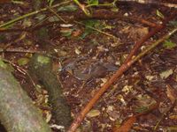 Southern Logrunner - Orthonyx temminckii